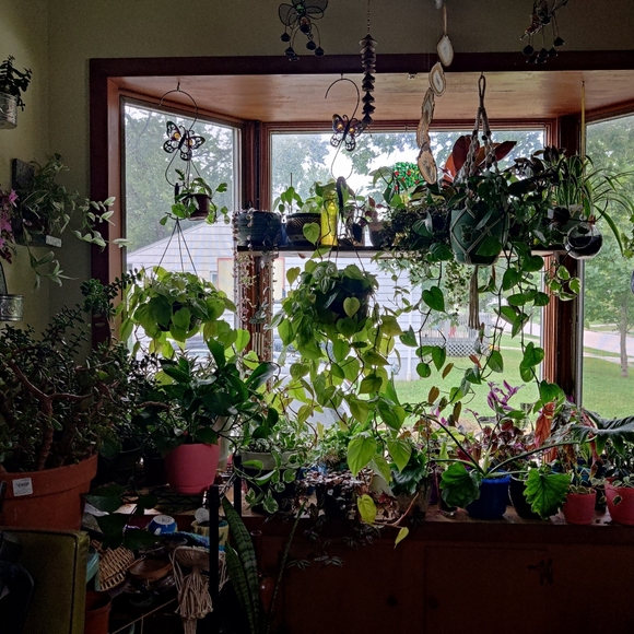 Propagation wall vase with mounting wall holder - Picture 8 of 9